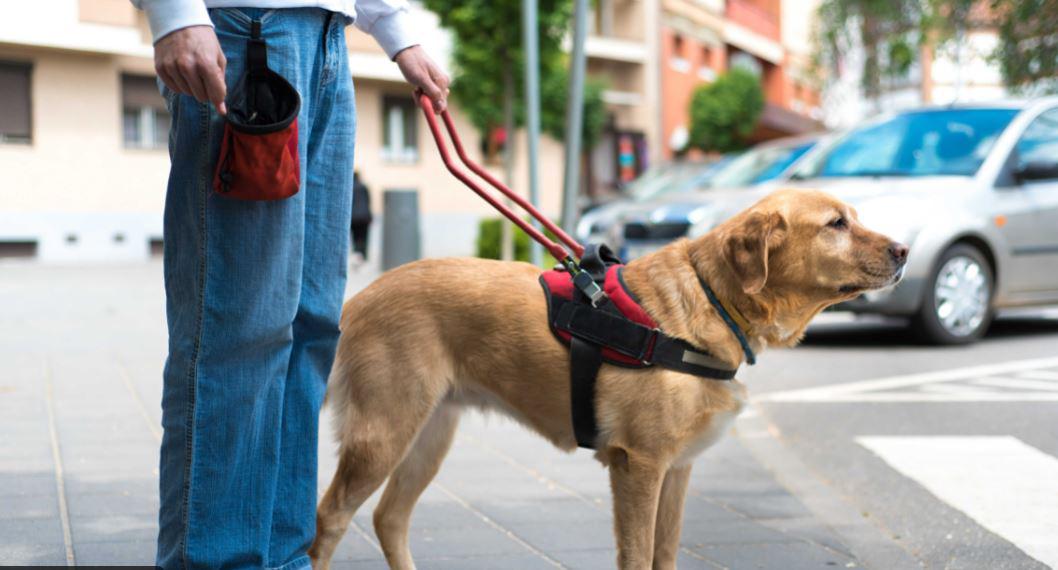 $!¿Sabes cuáles son las tareas de los perros de asistencia?