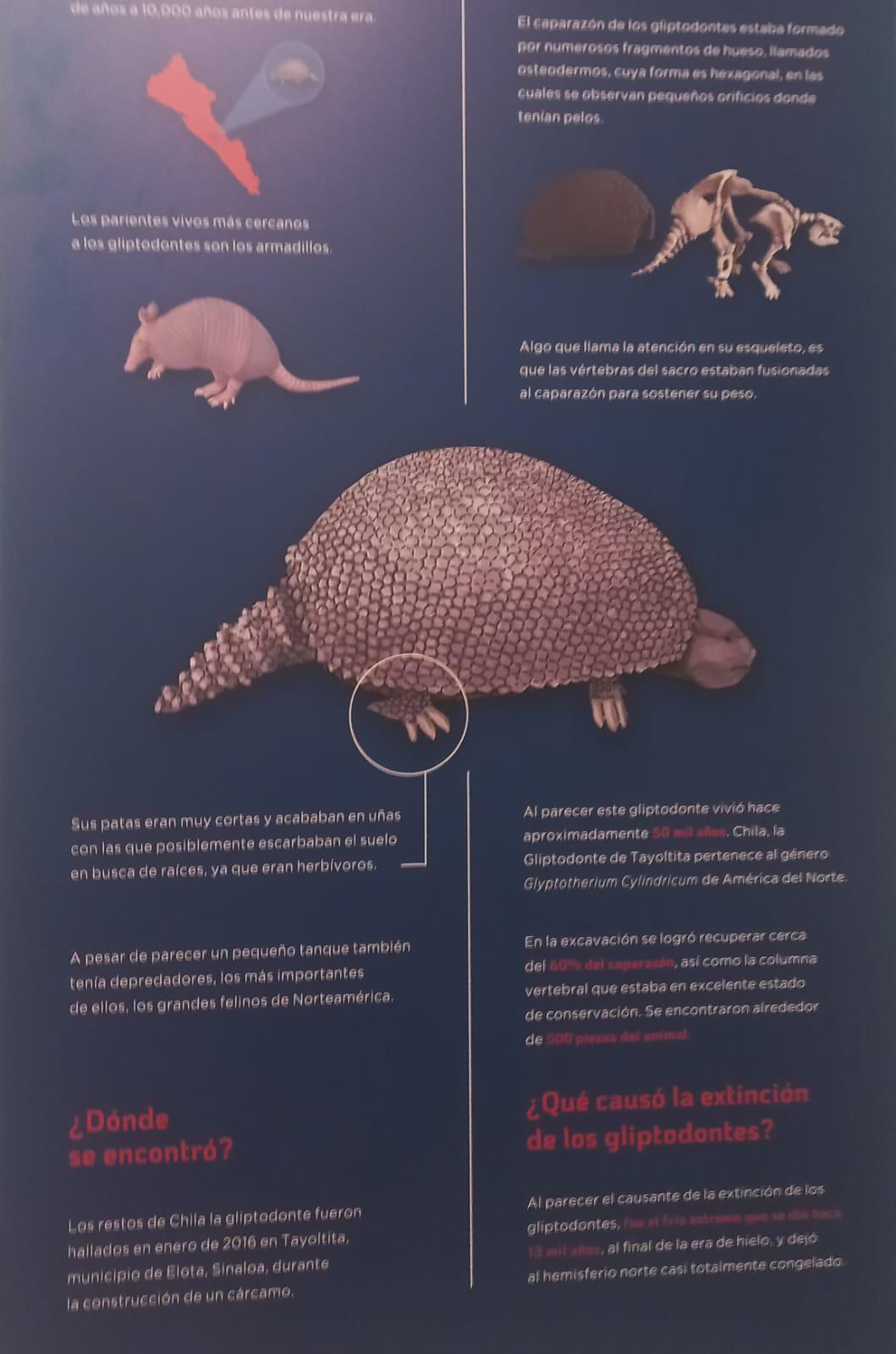 $!Fósiles de armadillo prehistórico estarán en el Museo Arqueológico de Mazatlán