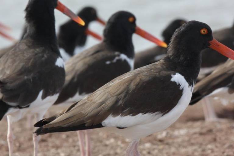 Un refugio inesperado: el amenazado ostrero americano del Pacífico encontró un hogar vital en el noroeste de México