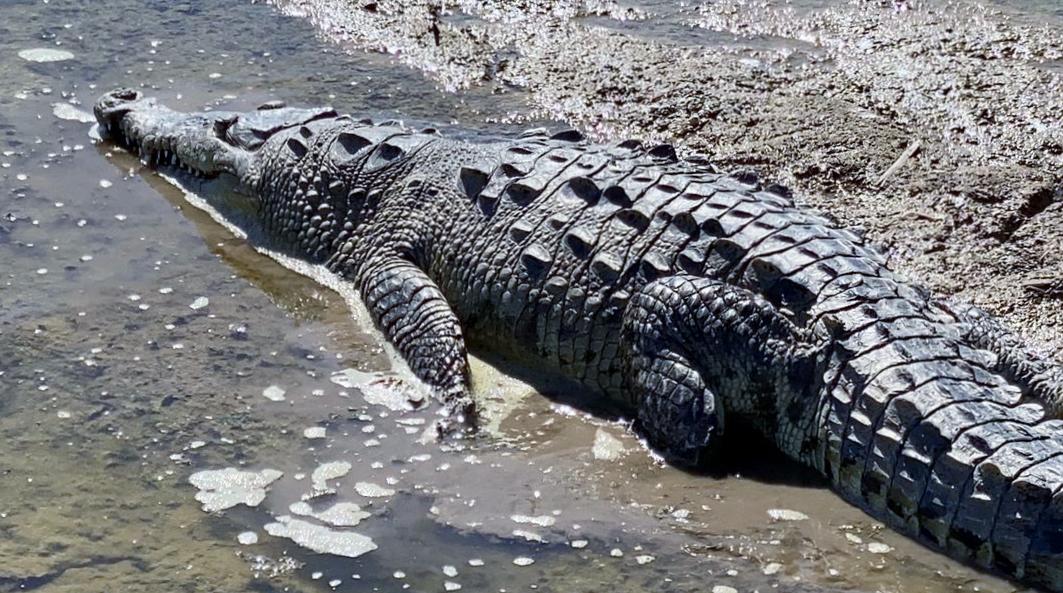 $!Zoológico de Culiacán reubica a cocodrilo y coatí en laguna de Chiricahueto