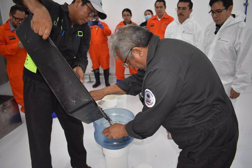 $!Listas, primeras moscas estériles producidas en México para combatir al gusano barrenador