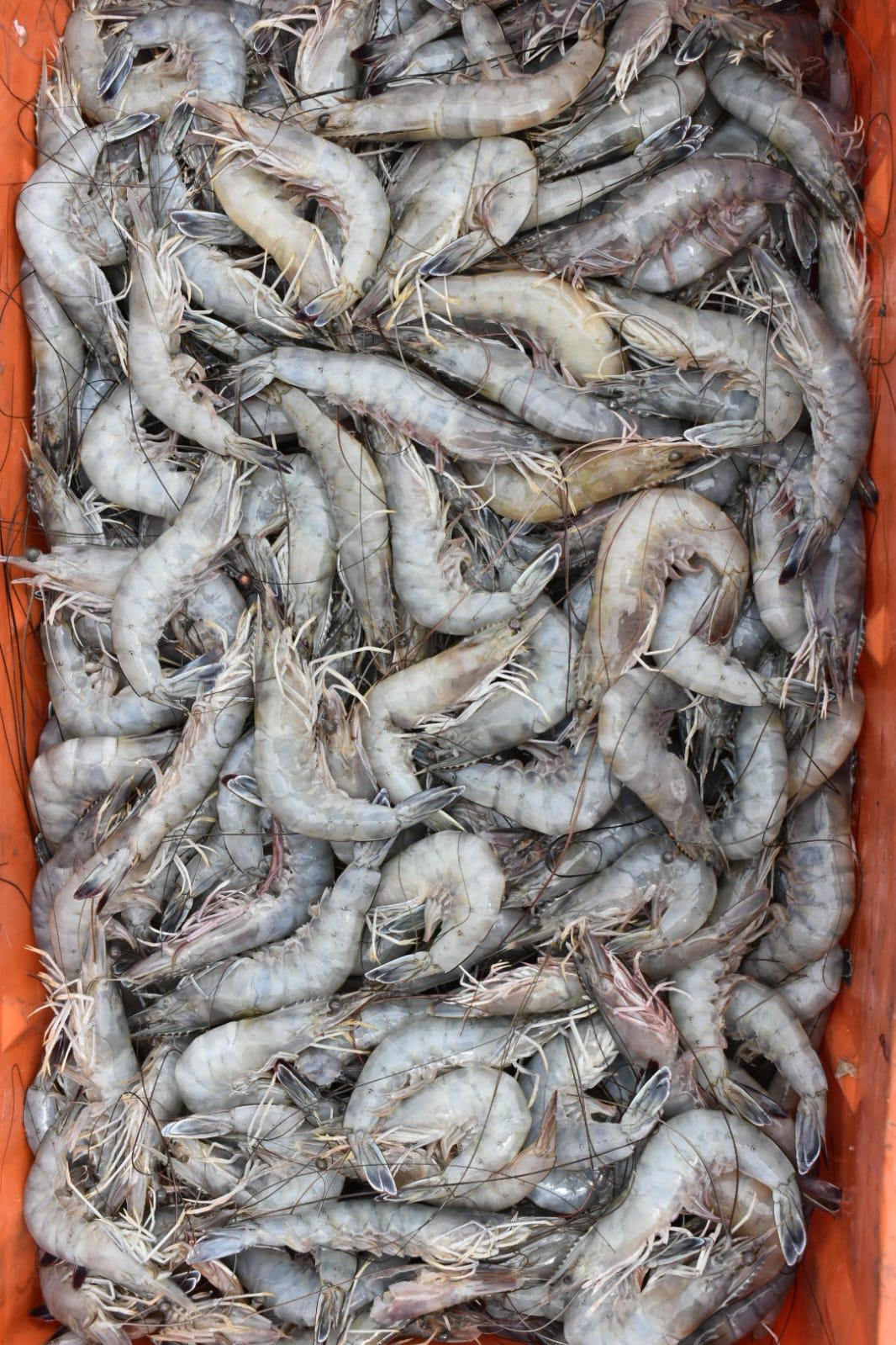 $!Mal clima impide la salida a altamar de pescadores de Altata