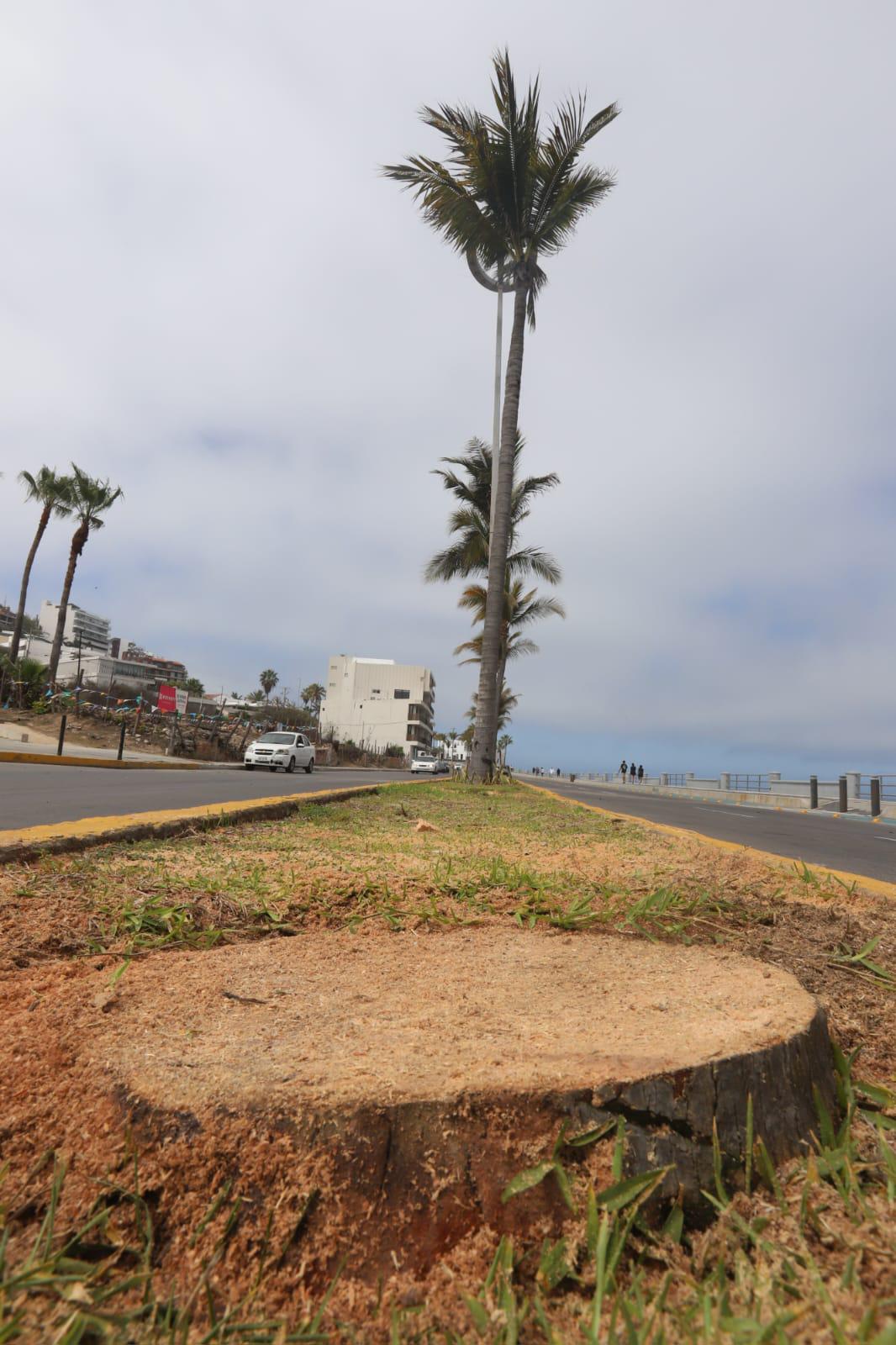 $!Tala de palmeras en Mazatlán es un delito ambiental: Cemaz