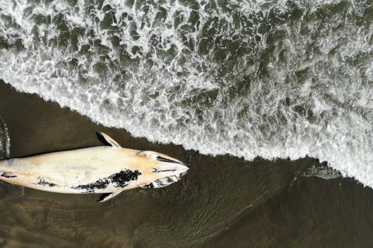 Colisiones mortales: muerte de ballenas genera alerta en Chile