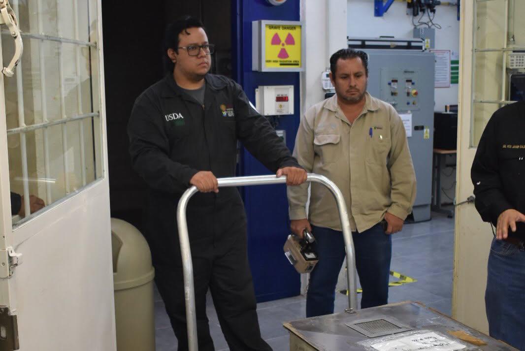 $!Listas, primeras moscas estériles producidas en México para combatir al gusano barrenador