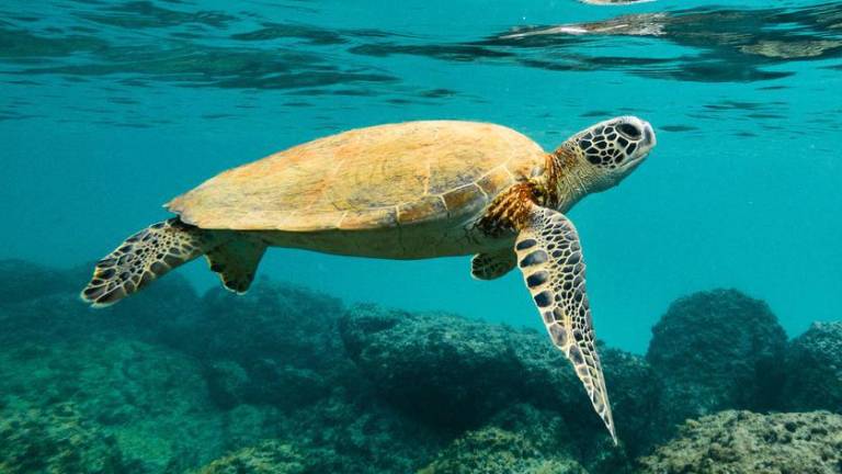 Alrededor del 44 por ciento de las especies migratorias en todo el mundo están disminuyendo en población.