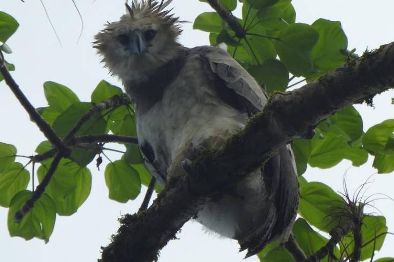 Escapando de la extinción: imágenes captadas por un campesino confirman el regreso del águila harpía en México