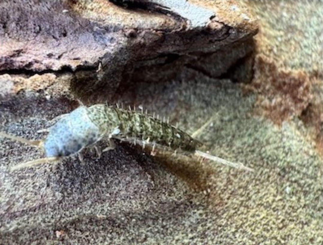 $!Descubren investigadores de la UAS una nueva especie de microartrópodo en la sierra de Surutato, hallazgo que rompe un siglo sin nuevos registros de este género en América
