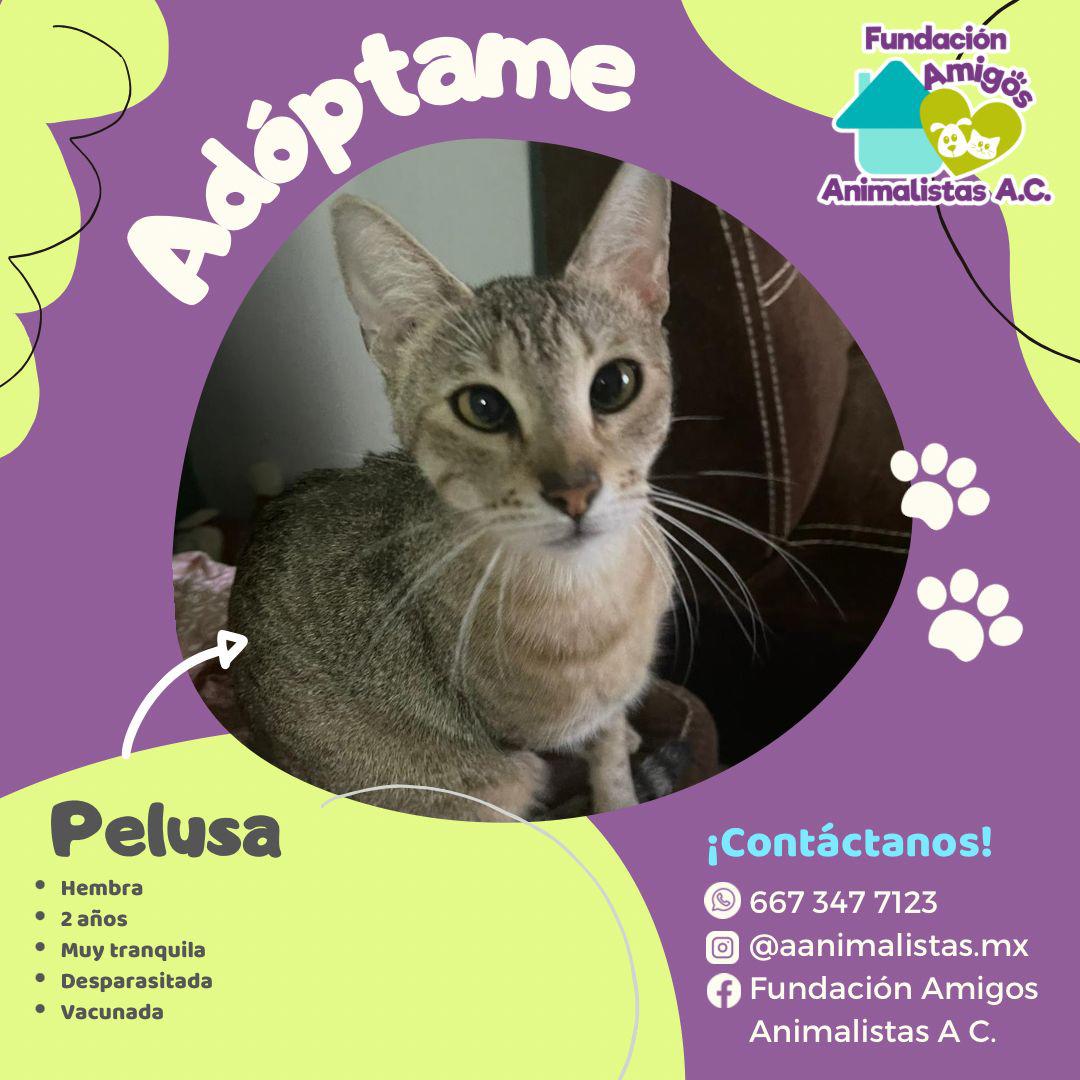 $!Así puedes rescatar a un perro o gato en situación de calle, según activista