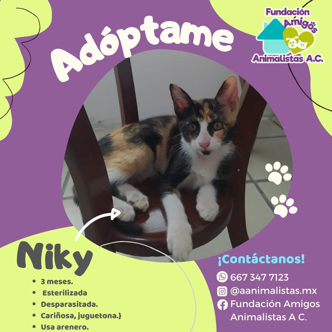 $!Así puedes rescatar a un perro o gato en situación de calle, según activista