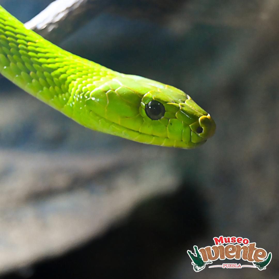 $!Invita el Zoológico de Culiacán a admirar a los reptiles más venenosos del mundo