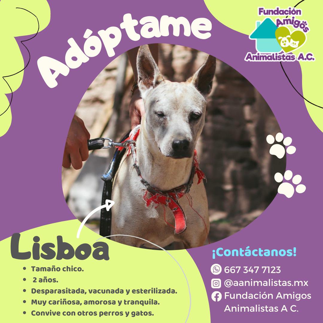 $!Así puedes rescatar a un perro o gato en situación de calle, según activista