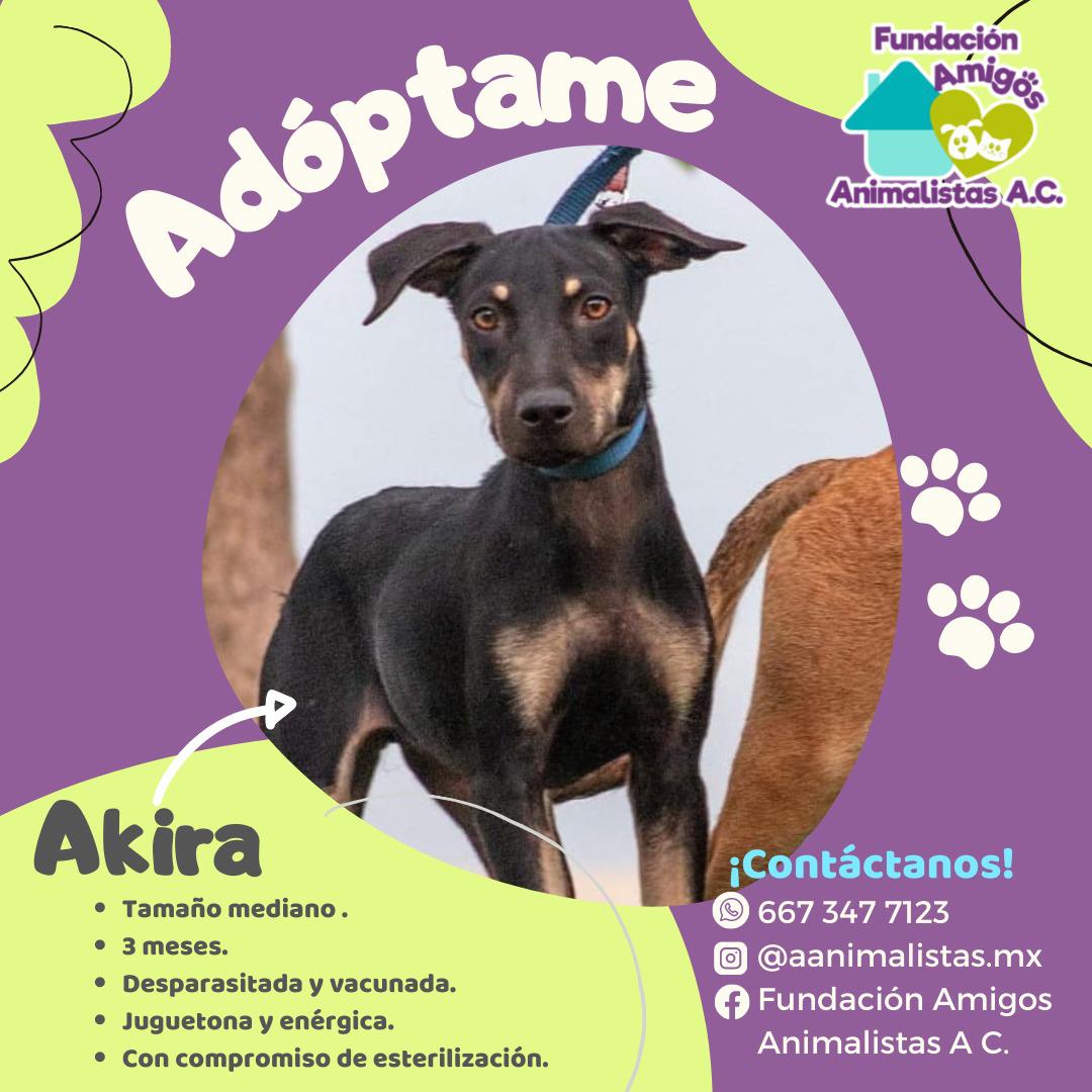 $!Así puedes rescatar a un perro o gato en situación de calle, según activista