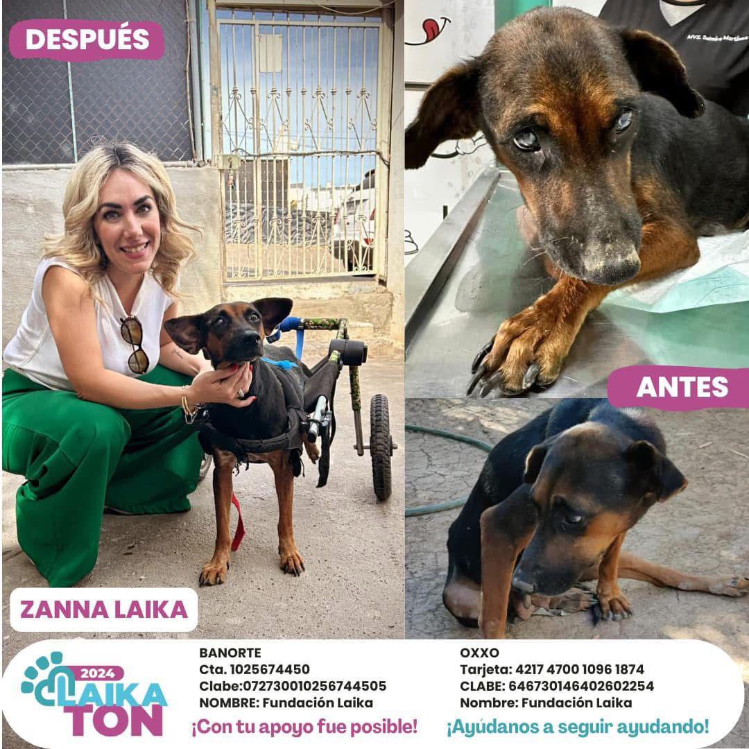 $!Ley de Protección a los Animales de Sinaloa es letra muerta, señala Fundación Laika