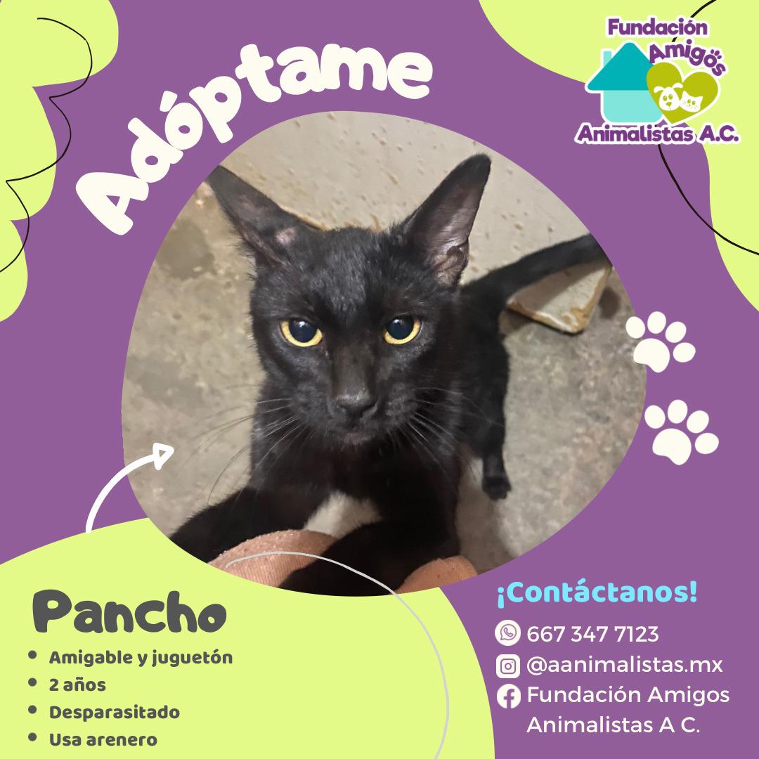 $!Así puedes rescatar a un perro o gato en situación de calle, según activista