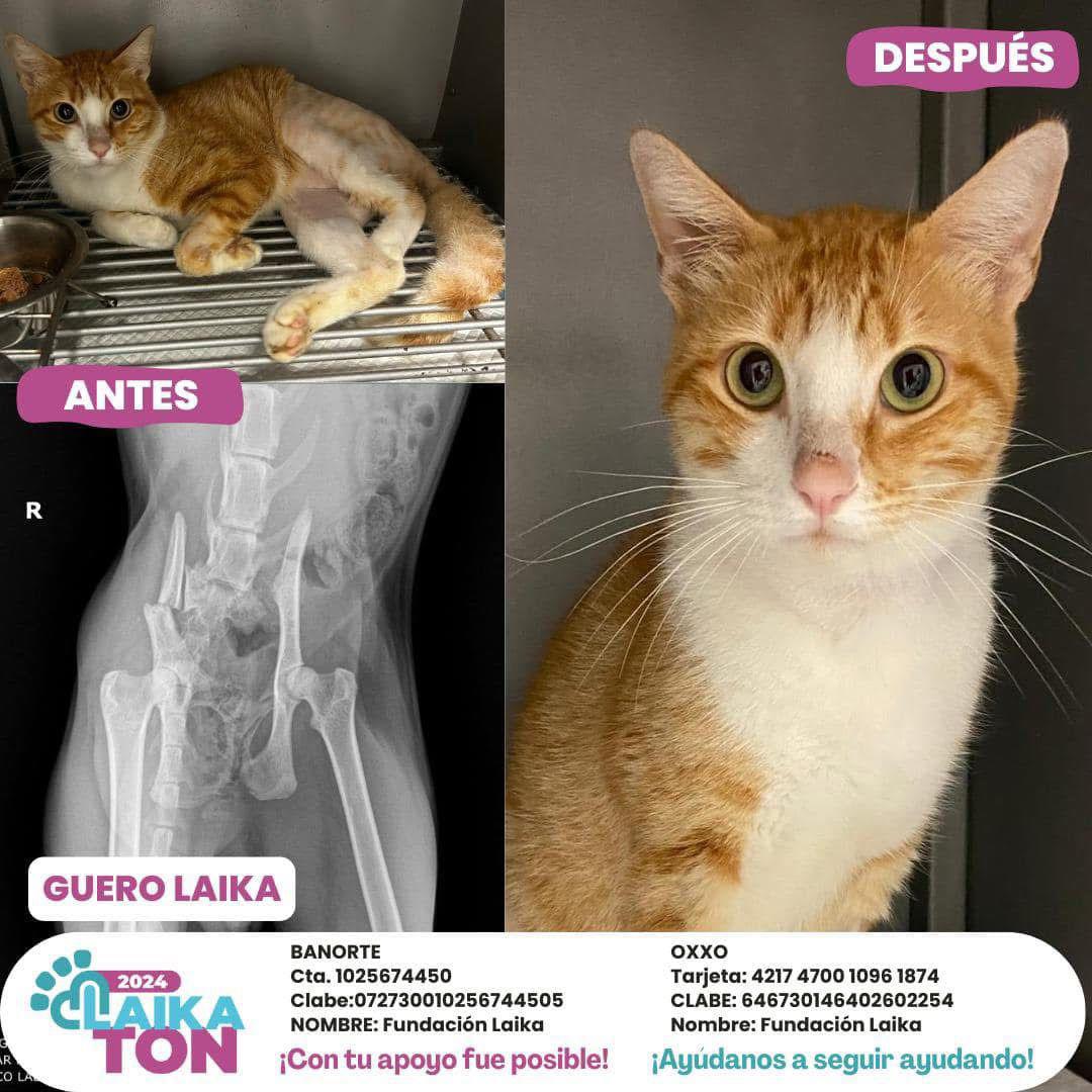 $!Ley de Protección a los Animales de Sinaloa es letra muerta, señala Fundación Laika