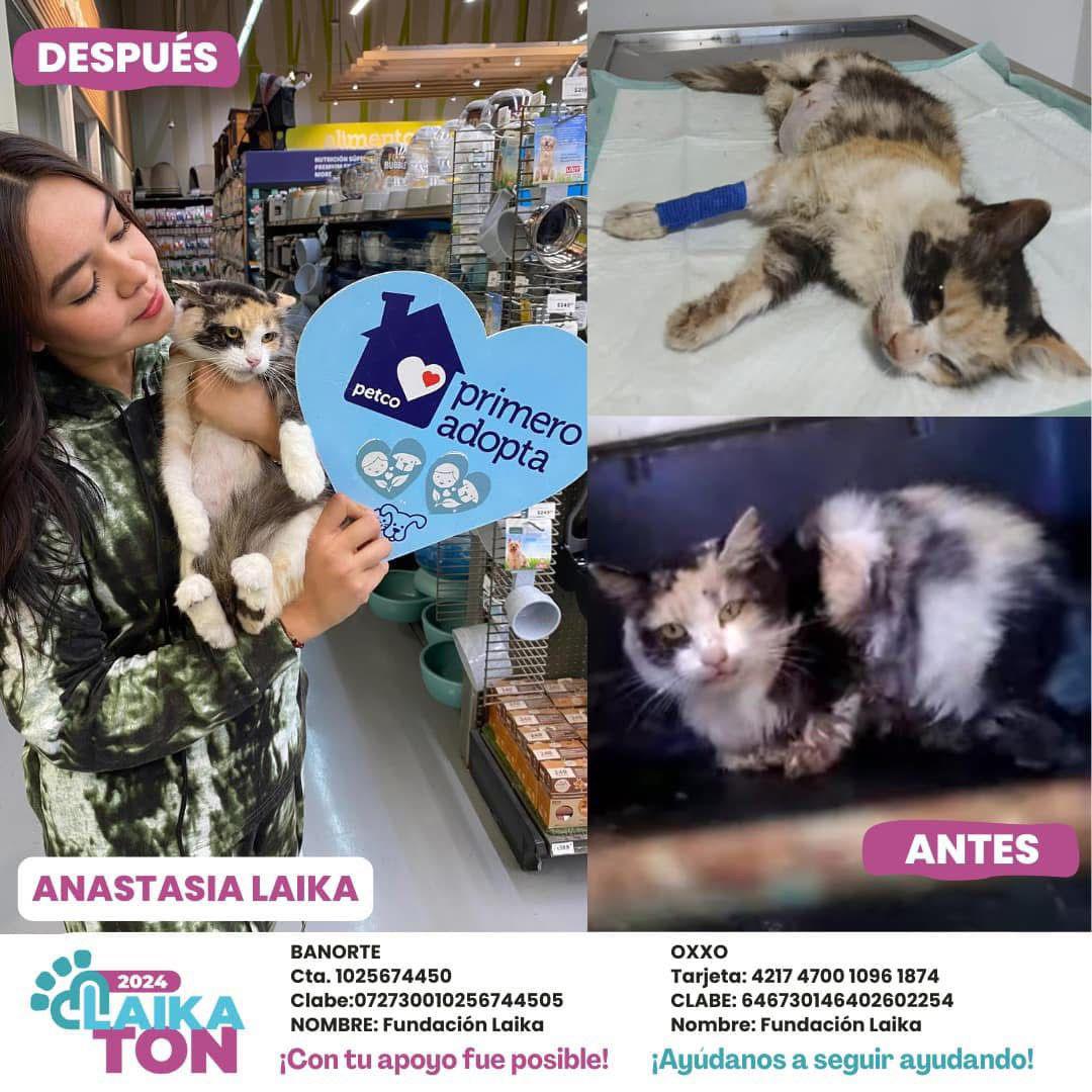 $!Ley de Protección a los Animales de Sinaloa es letra muerta, señala Fundación Laika