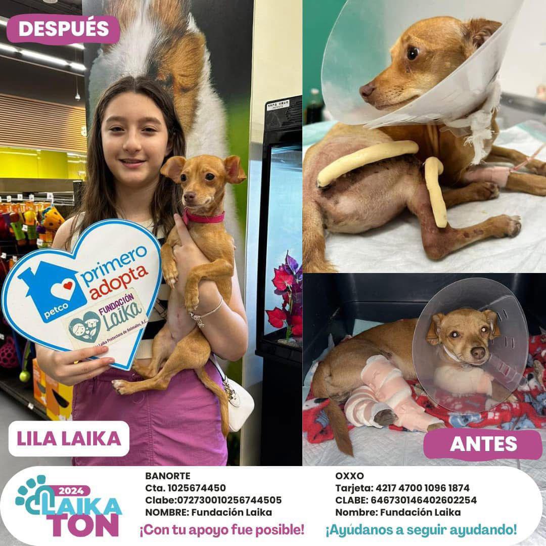 $!Ley de Protección a los Animales de Sinaloa es letra muerta, señala Fundación Laika