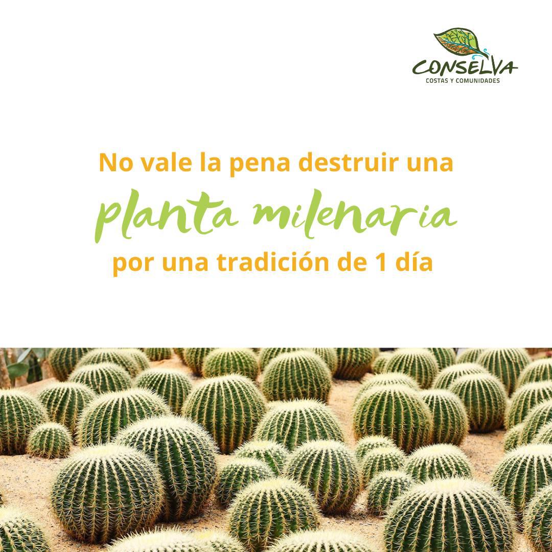 $!Este ingrediente de la Rosca de Reyes está en peligro de extinción y no deberías consumirlo