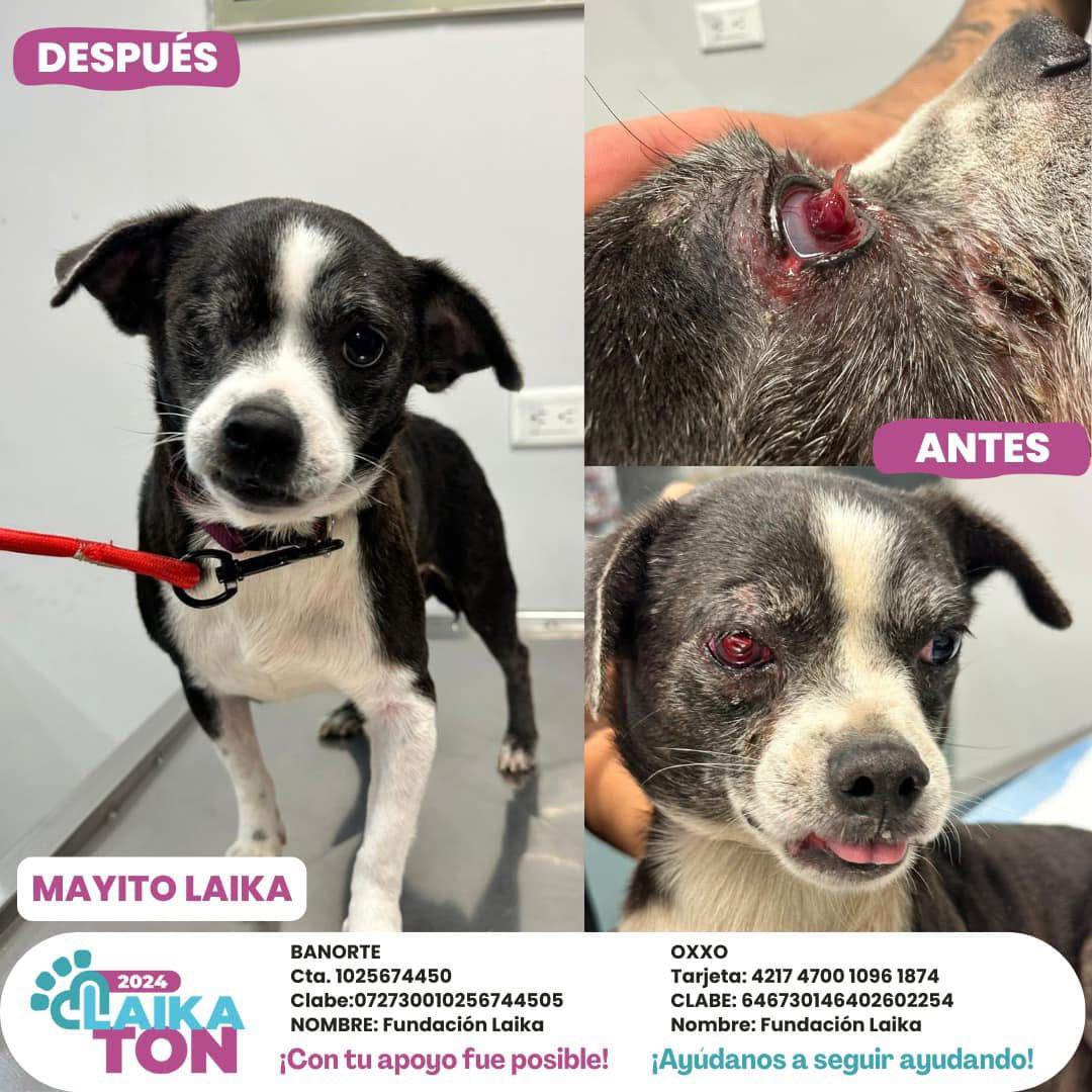 $!Ley de Protección a los Animales de Sinaloa es letra muerta, señala Fundación Laika