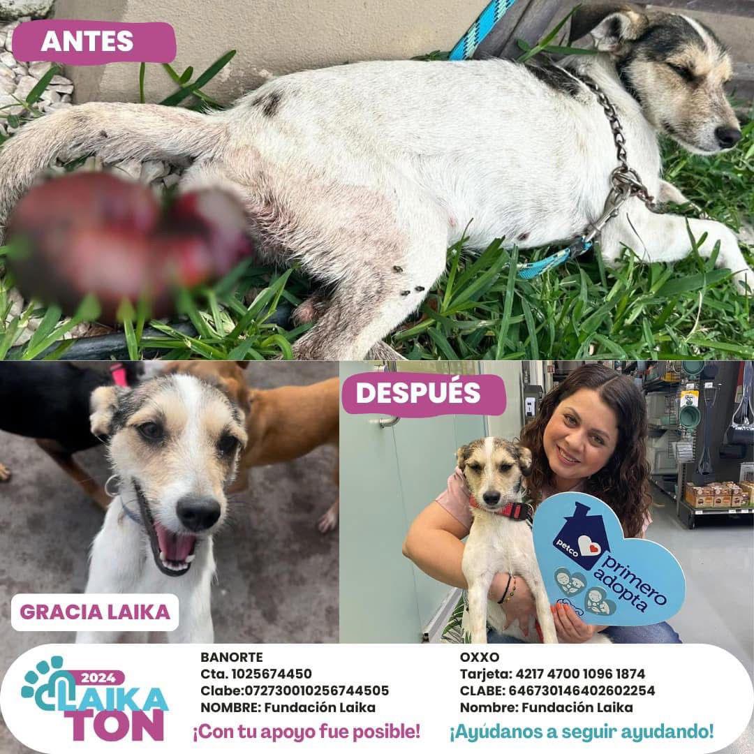 $!Ley de Protección a los Animales de Sinaloa es letra muerta, señala Fundación Laika