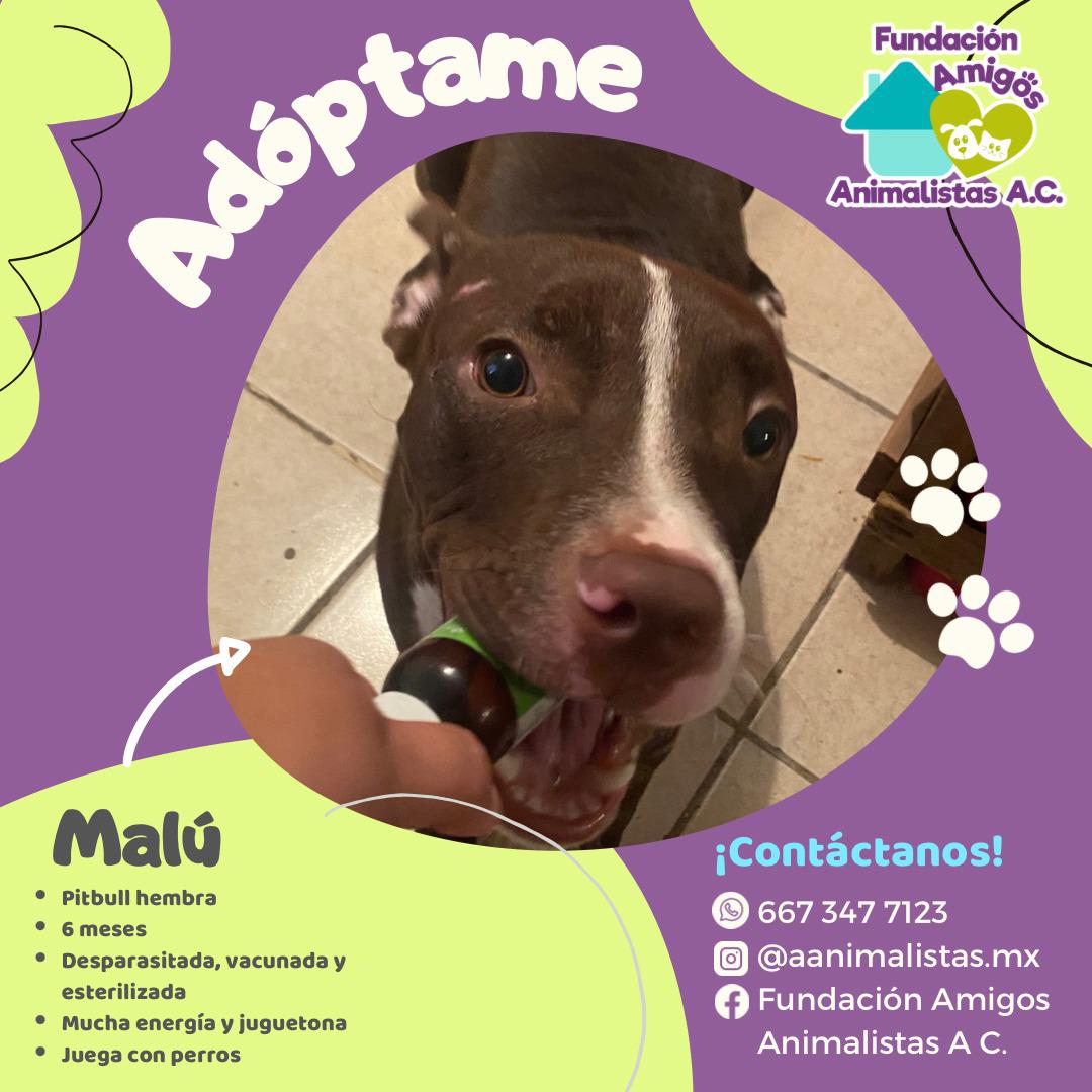 $!Así puedes rescatar a un perro o gato en situación de calle, según activista