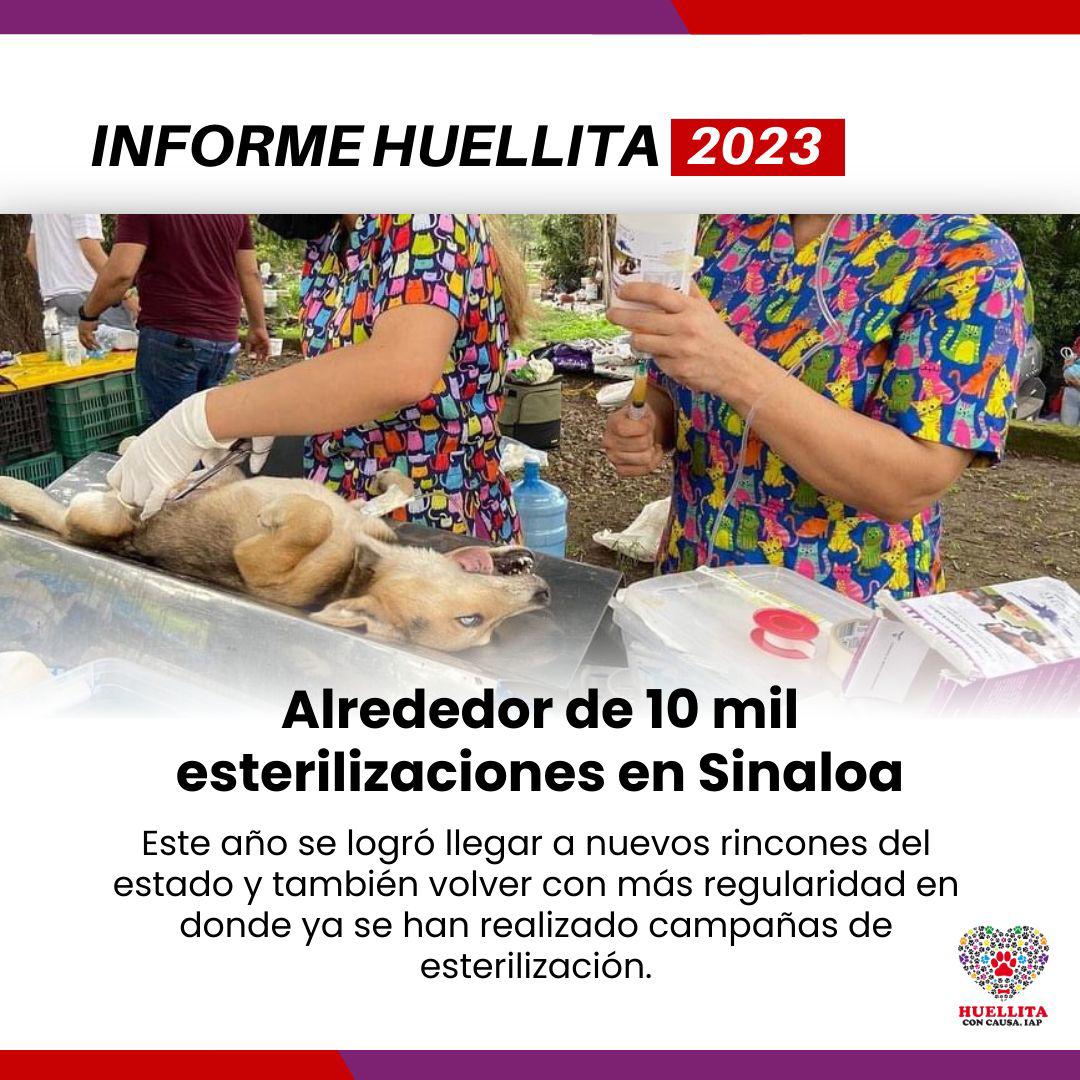 $!Huellitas con Causa cerró 2023 con 10 mil esterilizaciones de animales en Sinaloa