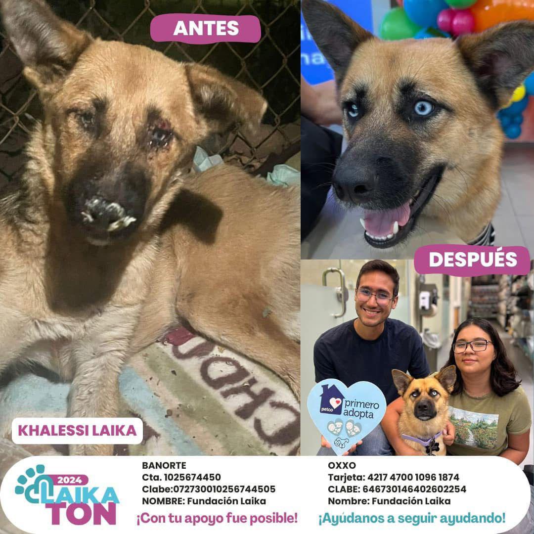 $!Ley de Protección a los Animales de Sinaloa es letra muerta, señala Fundación Laika