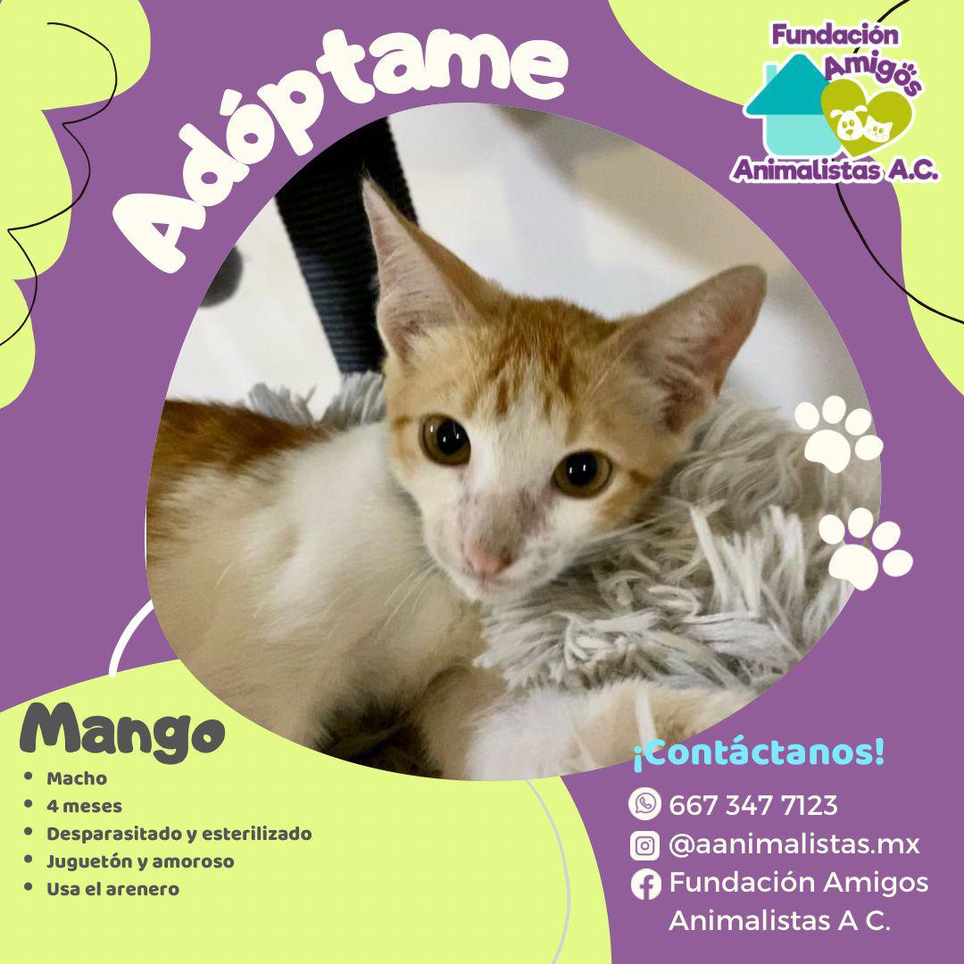 $!Así puedes rescatar a un perro o gato en situación de calle, según activista