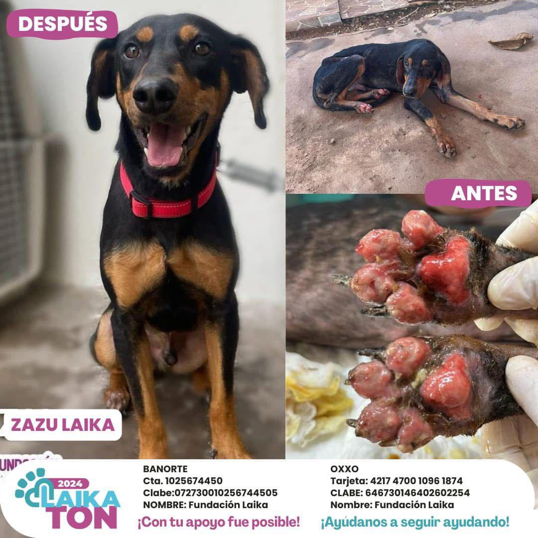 $!Ley de Protección a los Animales de Sinaloa es letra muerta, señala Fundación Laika