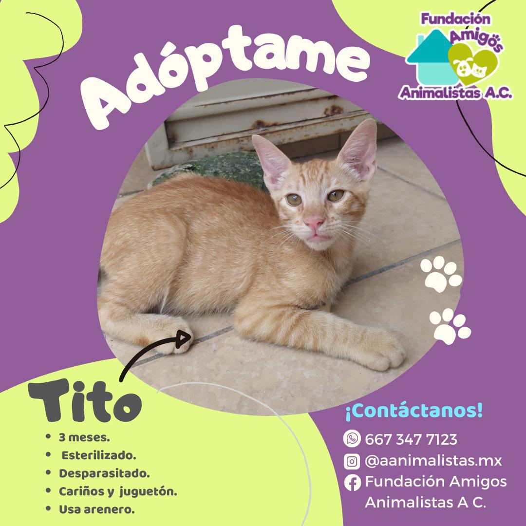 $!Así puedes rescatar a un perro o gato en situación de calle, según activista