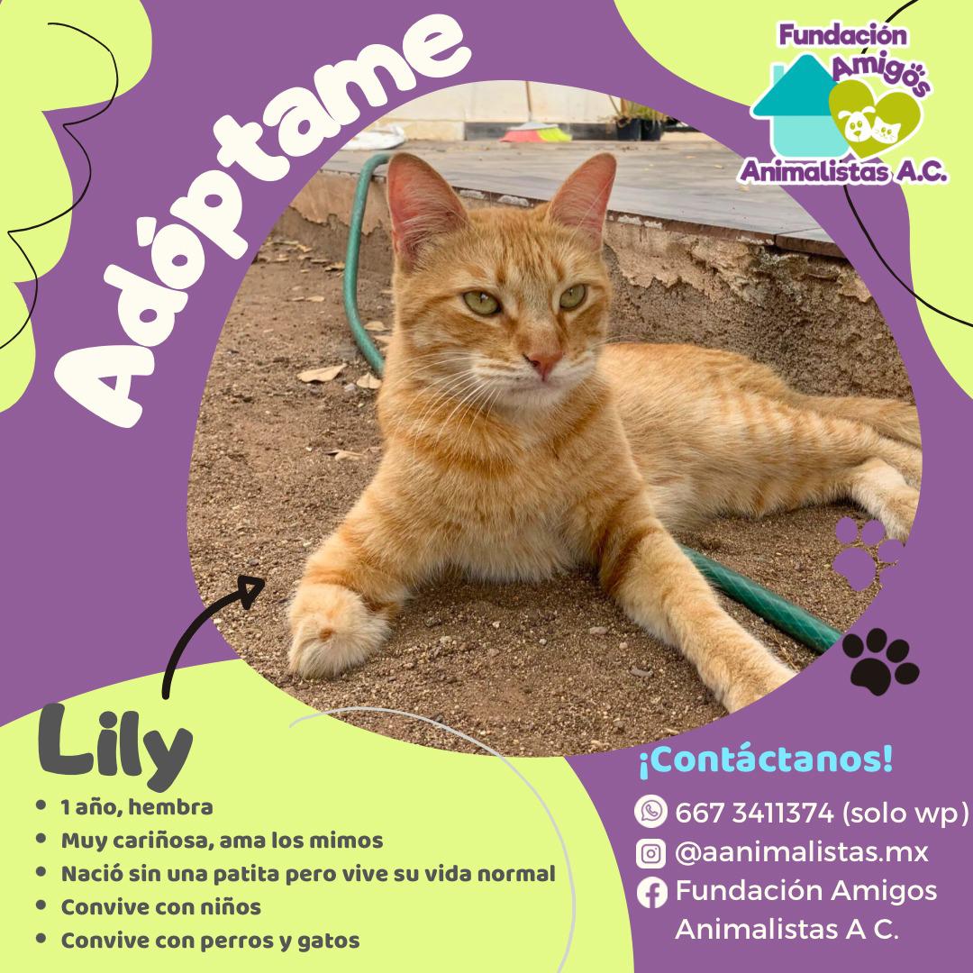 $!Así puedes rescatar a un perro o gato en situación de calle, según activista