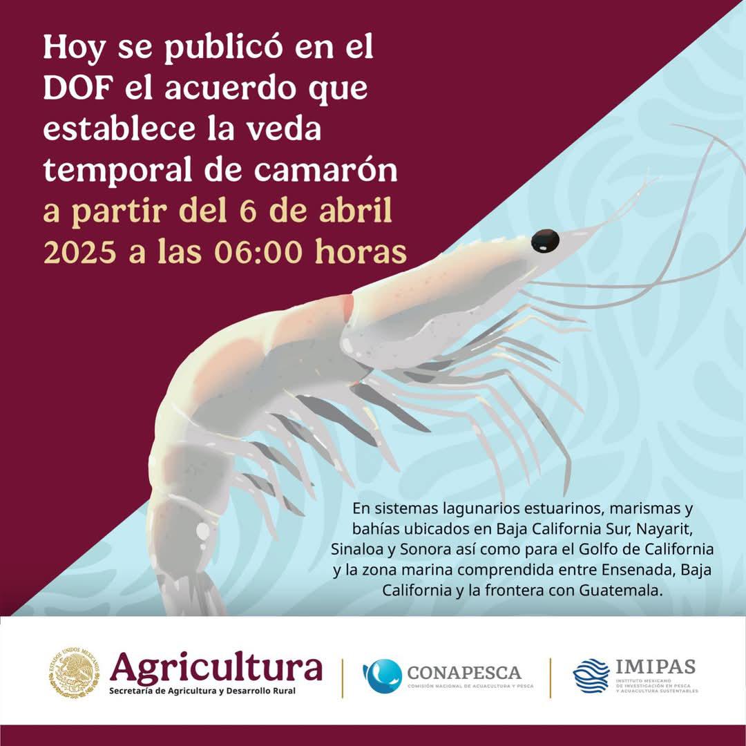 $!Este domingo 6 de abril inicia la veda del camarón en México