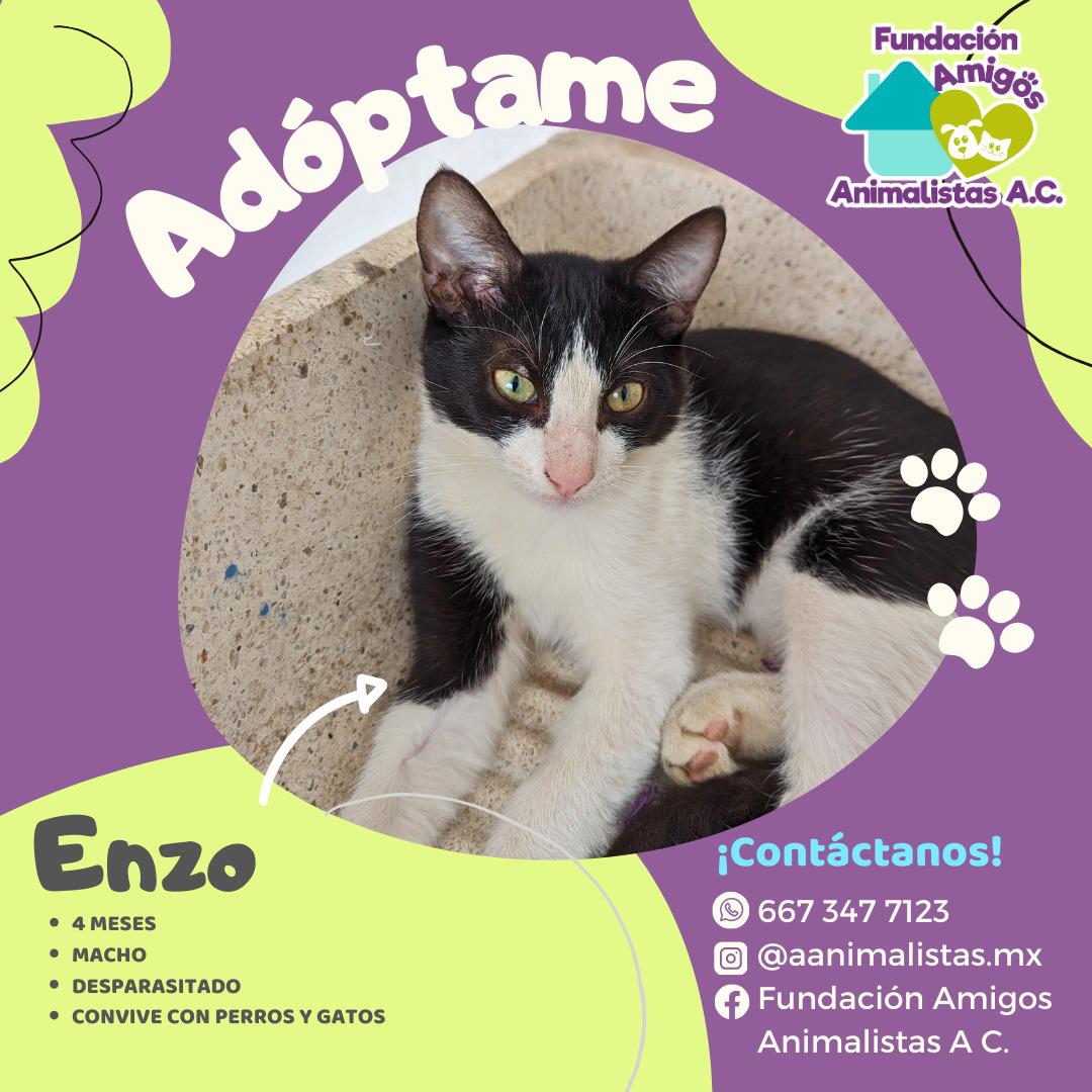 $!Así puedes rescatar a un perro o gato en situación de calle, según activista