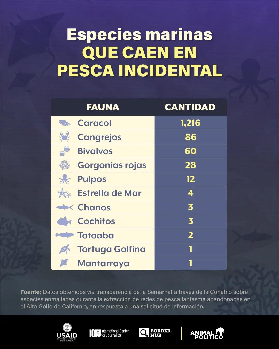 $!Gobierno de AMLO abandonó desde 2021 proyecto esencial para conservación de la vaquita marina