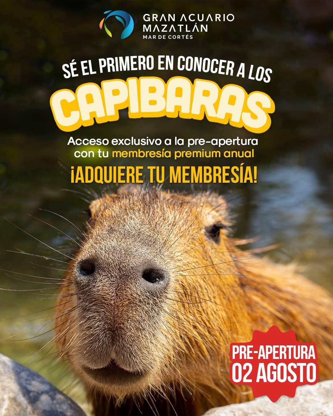 $!Abrirán nuevo hábitat de capibaras en Gran Acuario Mazatlán