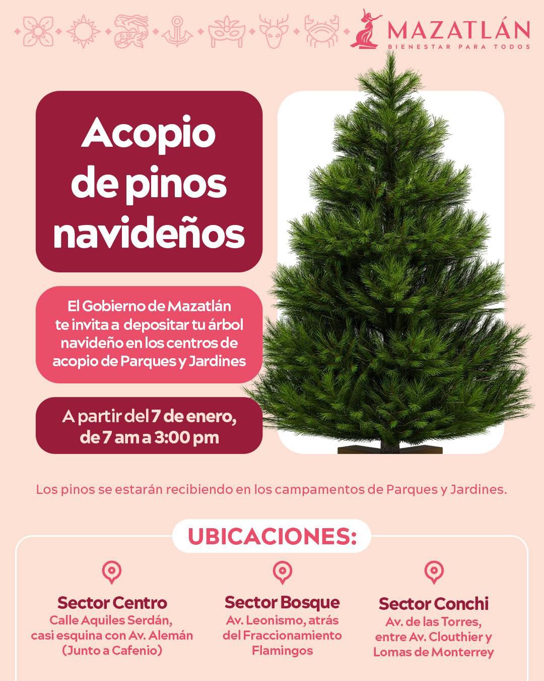 $!Habilitan tres centros de acopio de pinos navideños en Mazatlán