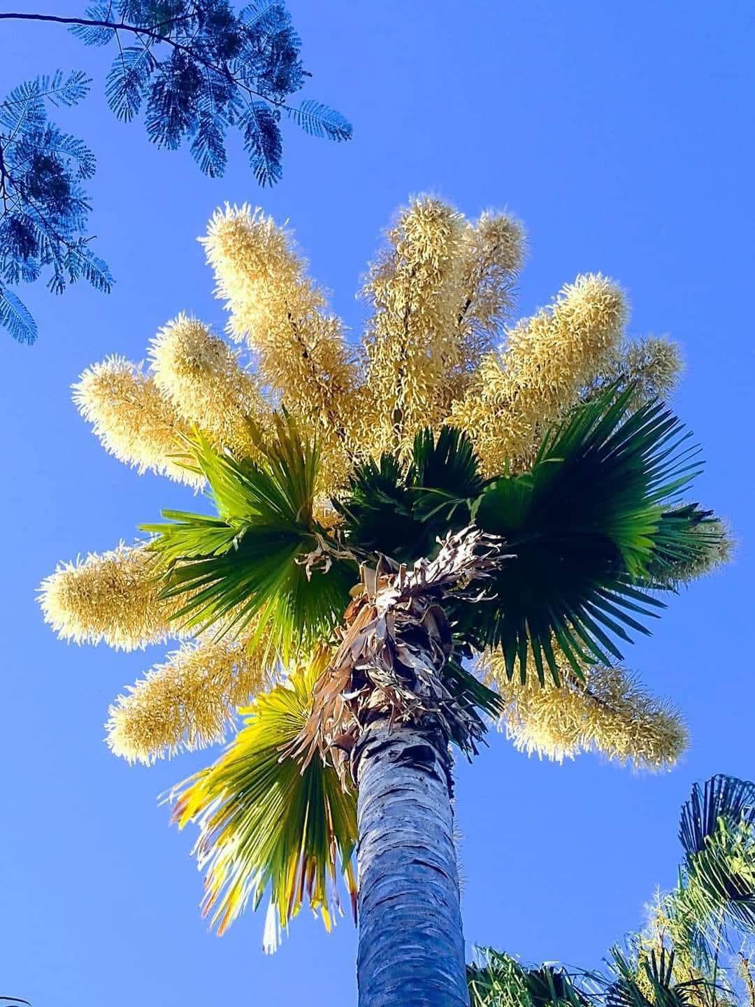 $!Logra Jardín Botánico de Culiacán histórica reproducción de la palmera Talipot