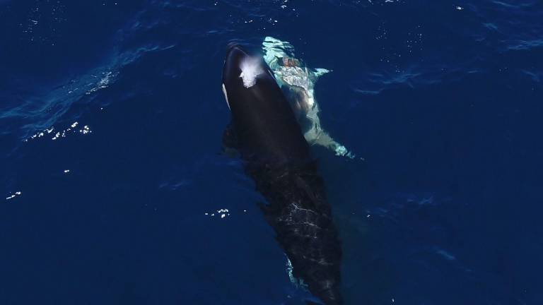 La investigación sobre las orcas que cazan tiburones blancos juveniles continuará con identificando otros sitios donde las orcas —en particular el grupo de Moctezuma— podrían estar cazando a esta especie.