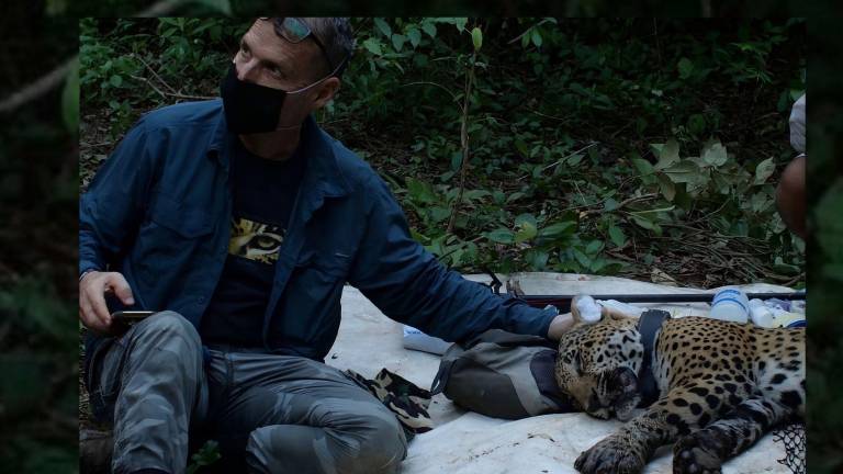 Saracho se ha involucrado en la defensa del agua, el territorio y los hábitats del jaguar en Nayarit.