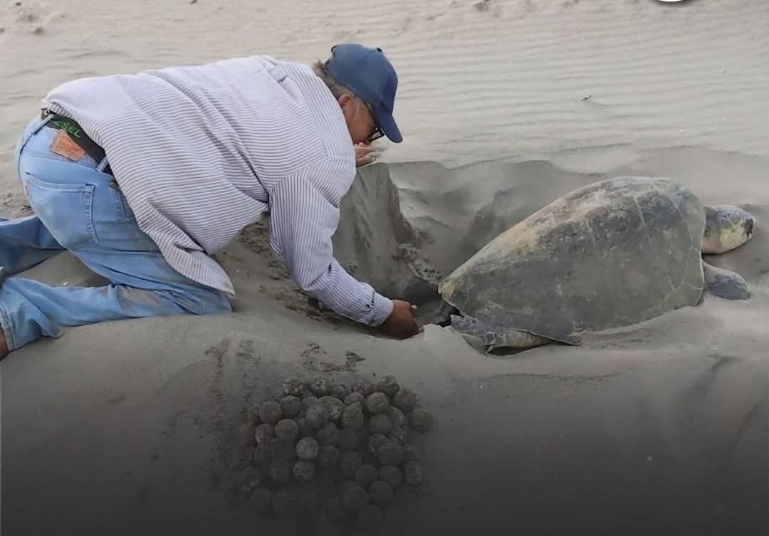 $!Celebran primer aniversario del Programa de Manejo del Santuario Playa Huizache-Caimanero