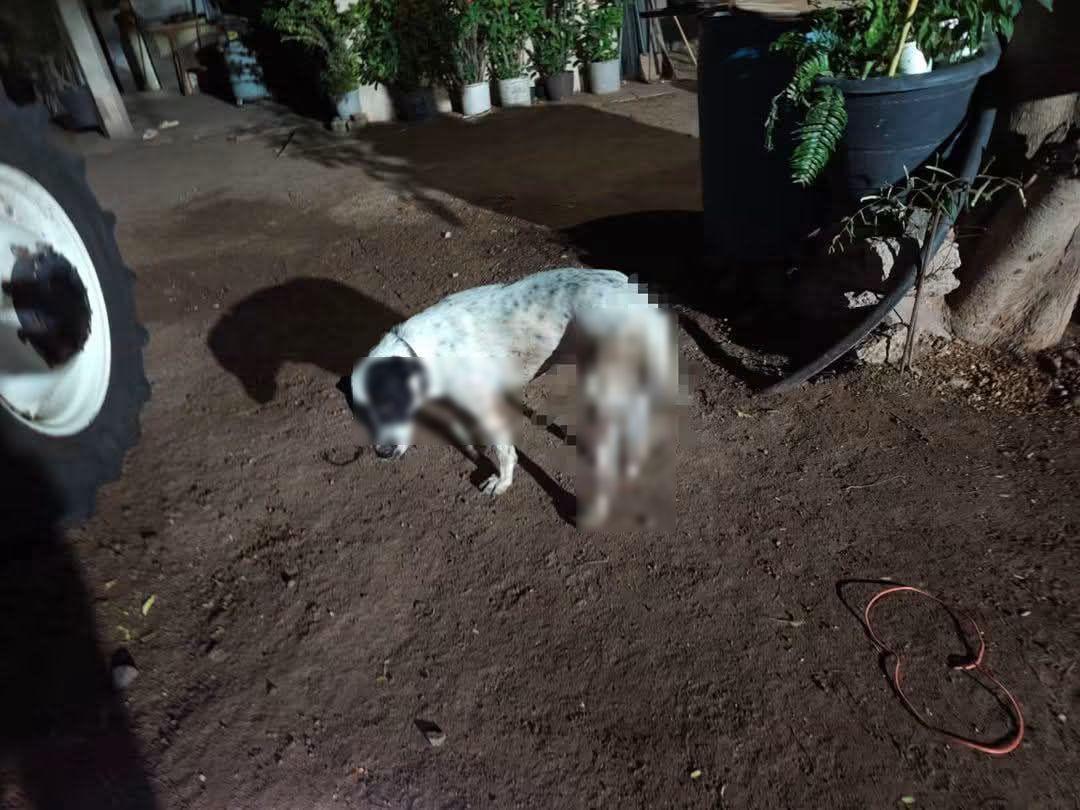$!Señalan a un hombre por disparar contra tres perros en Ahome; uno murió y dos sobrevivieron heridos