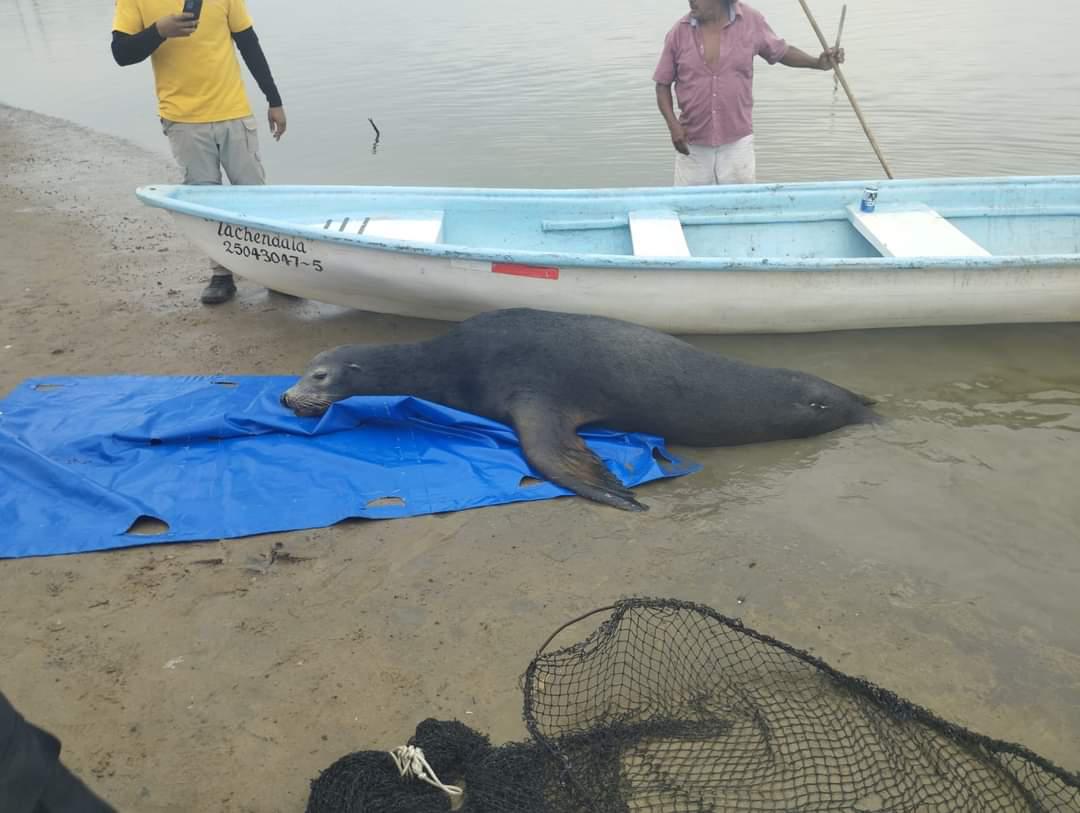 $!Sorprende lobo marino a pescadores en La Estacada, en Escuinapa