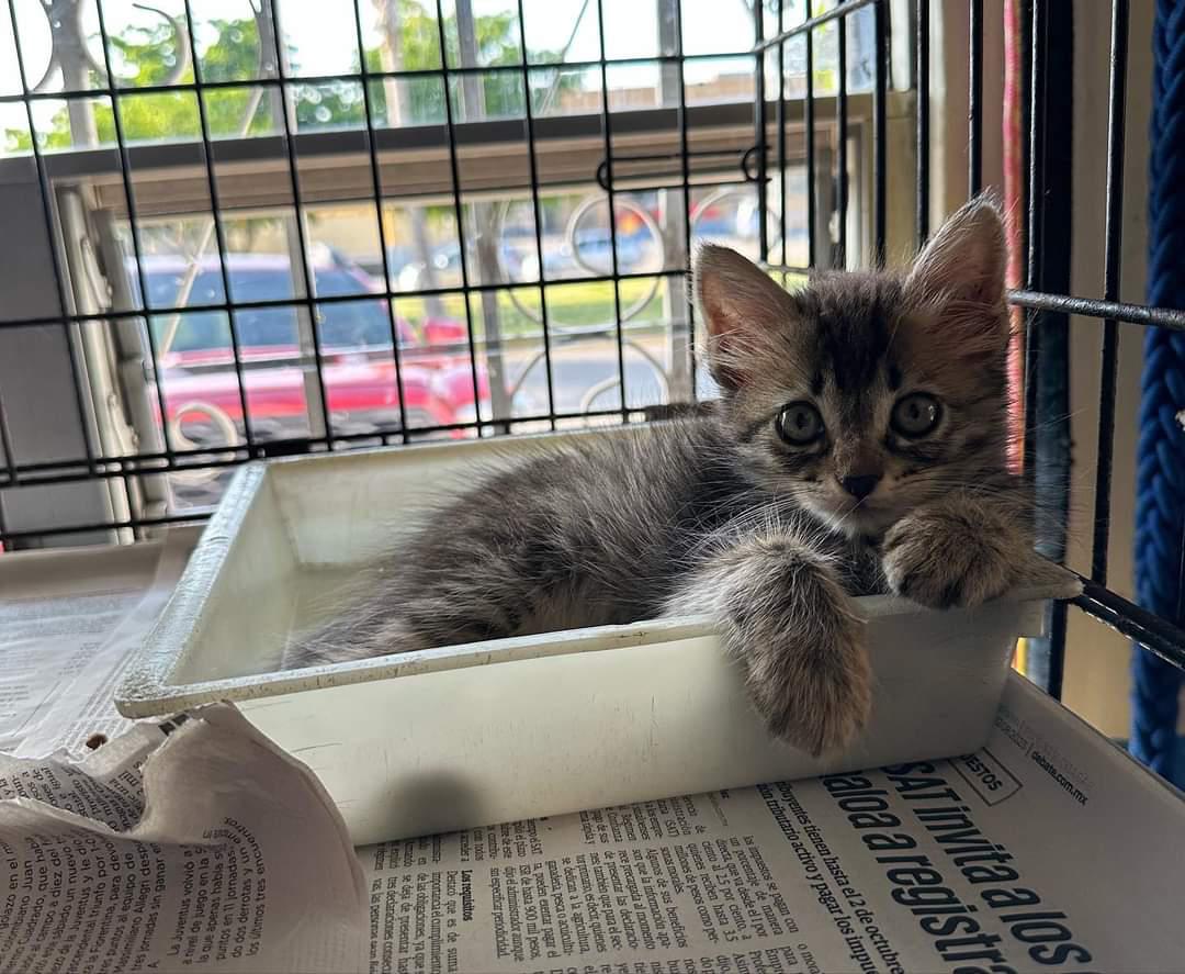 $!Ante ‘Lidia’, llaman a dar hogar temporal a perros y gatos de Amigos de los Animales