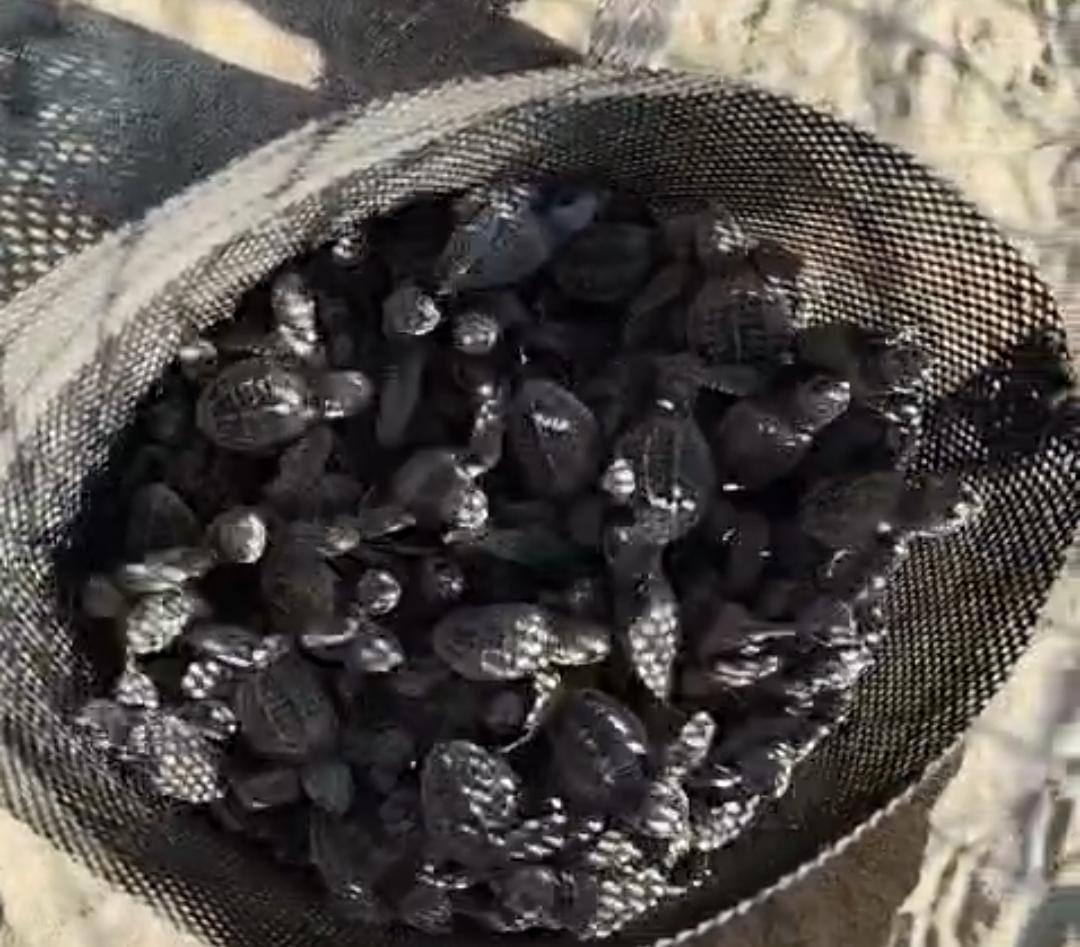 $!Recolección de nidos de tortugas en el Santuario Huizache Caimanero ha tenido un repunte del 30%: Grupo Tortuguero