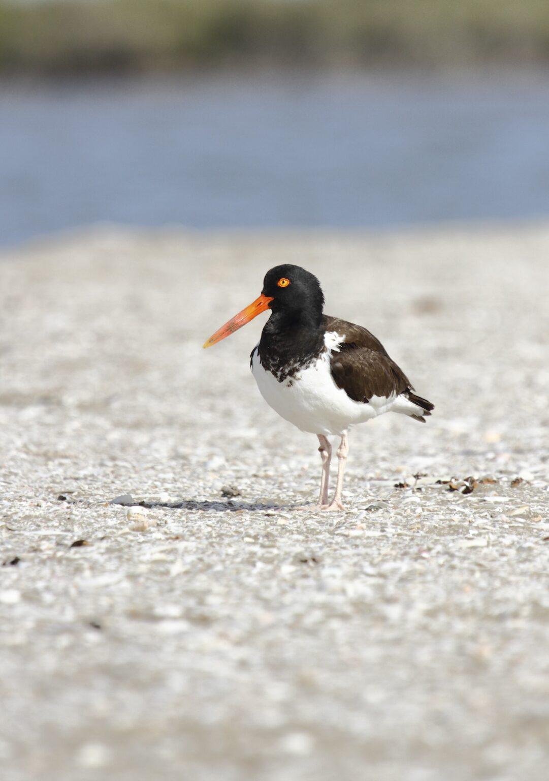 $!Un refugio inesperado: el amenazado ostrero americano del Pacífico encontró un hogar vital en el noroeste de México