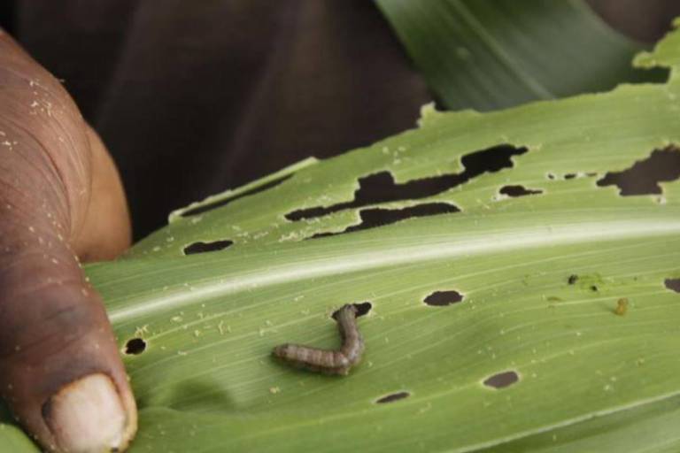 Prepara Cesavesin liberación de insectos benéficos para combatir plagas en cultivos de maíz, frijol y trigo