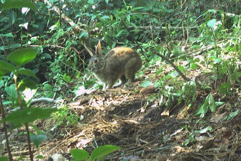 Videos captan al conejo de Omiltemi, especie que se creía extinta desde hace 120 años en México