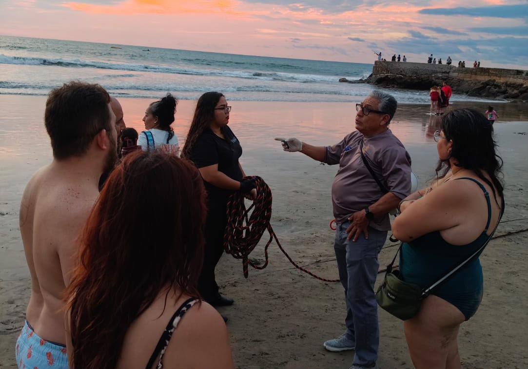 $!Prevén menor liberación de tortugas marinas en Mazatlán por afectaciones del temporal