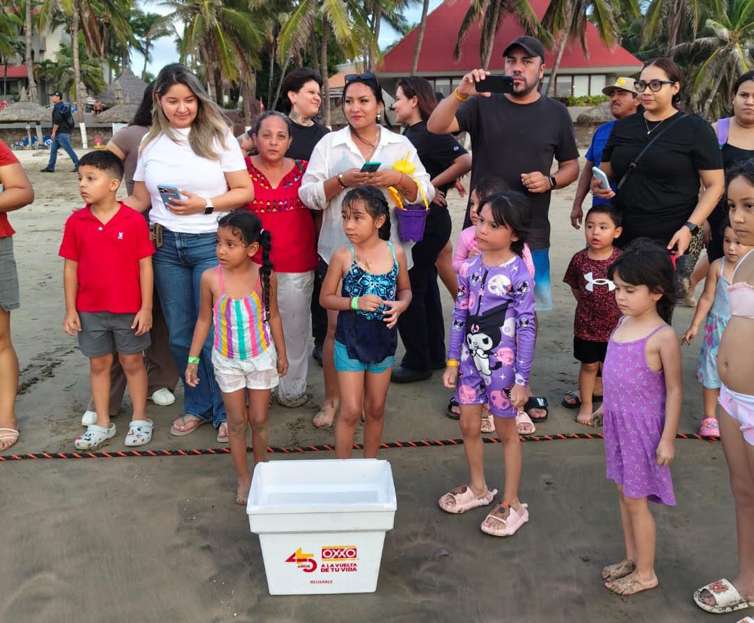 $!Prevén menor liberación de tortugas marinas en Mazatlán por afectaciones del temporal